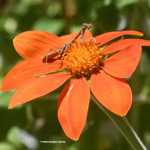 Occupied! A praying mantis, a female Stagmomantis limbata occupies a Mexican sunflower, Tithonia rotundifolia. (Photo by Kathy Keatley Garvey)