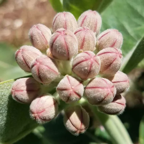 Showy milkweed buds, J. Alosi