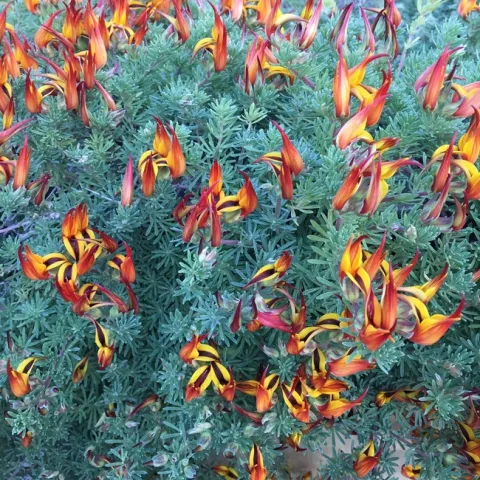 Photo by Leslie Stevens