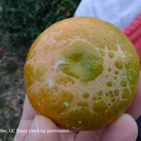 citrus trhips scarring to mandarin