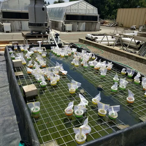 A giant water bath housed Emily Bick's UC Davis research project on water hyacinth and its biological control agent, Neochetina bruchi. It was built by colleagues Danny Klittich and Bob Starnes.