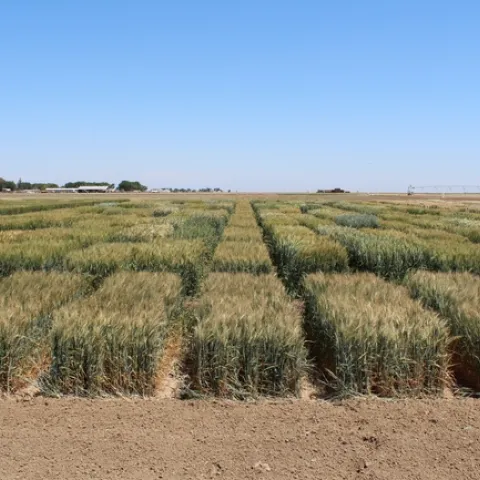 2020 UC Small Grain Trial, Fresno