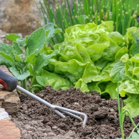 Lettuce in a garden. (Pixabay.com)