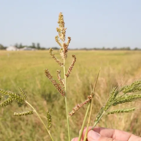 Figure 1. Watergrass panicles, from left to right: late watergrass, barnyardgrass, early watergrass. (Photo credit: Luis Espino, UCANR).