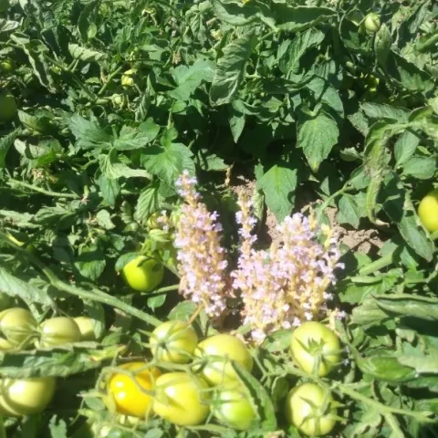Figure 1: Branched broomrape infestation in a processing tomato field in California.