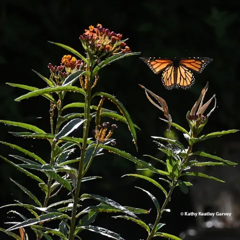 A monarch butterfly, looking like a stained glass window, rises from a tropical milkweed, Asclepias curassavica, on Aug. 7 in Vacaville, Calif. (Photo by Kathy Keatley Garvey)