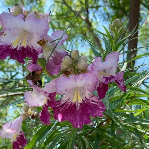 Desert Willow blooms, Laura Kling