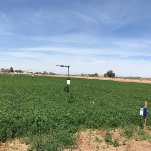Alfalfa trial
