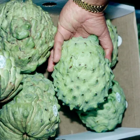 Cherimoya is among the specialty crops now eligible for the USDA Coronavirus Food Assistance Program.