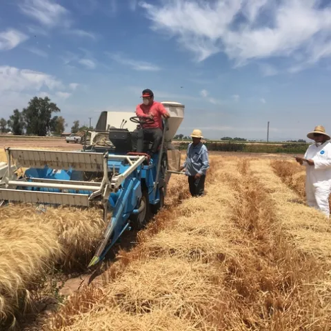 center staff and seasonal labor harvesting wheat research fields