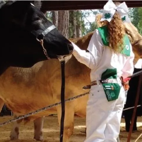 4-H steer