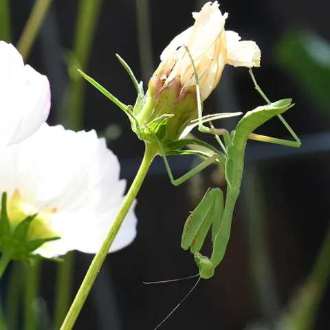 A female Stagmomantis limbata nymph starts the day by hanging upside down: keeps the blood flowing and the heart pumping. (Photo by Kathy Keatley Garvey)