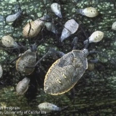 Several squash bugs in varying stages of development on a leaf