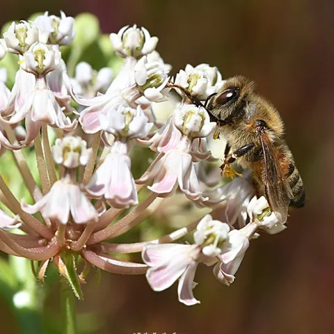 A honey bee stuck in milkweed pollinia. This plant is the narrowleaf milkweed,Asclepias fascicularis. (Photo by Kathy Keatley Garvey)