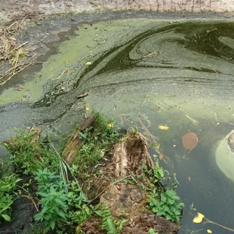 blue-green algae