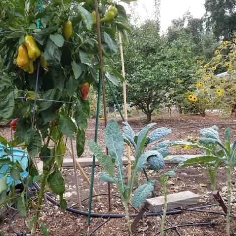 Kale protected by pepper, J. Alosi