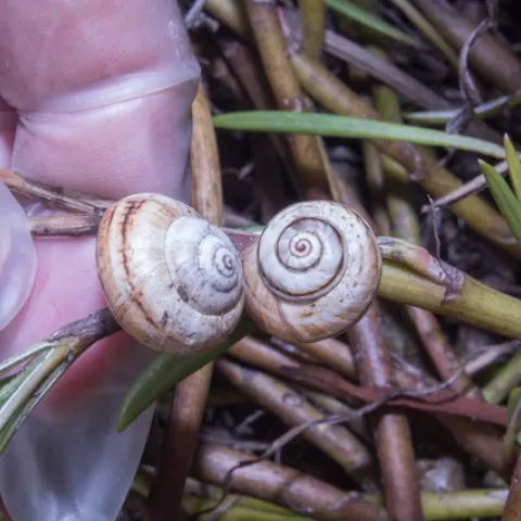 Figure 1. The adult white garden snail has a medium-sized shell about the size of a nickel or dime. (Credit: DR Hodel)