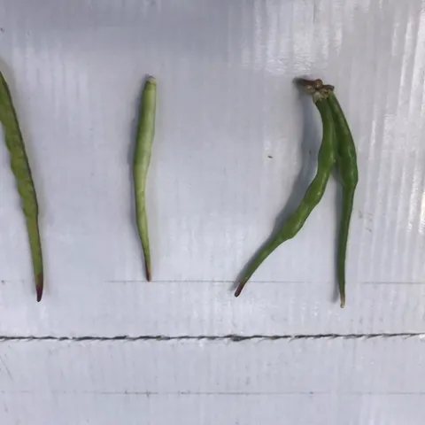 Photo. Lack of pod fill in blackeye bean tips caused by heat, which affects pollen viability and fertilization; water stress can add to this problem, especially during heatwaves. San Joaquin Valley, 2020.