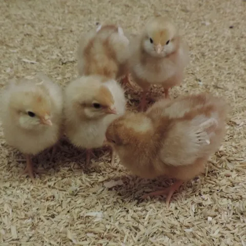 Poultry 101’s “Chick temperature chart” recommends temperatures for chicks from hatch to 6 weeks old.