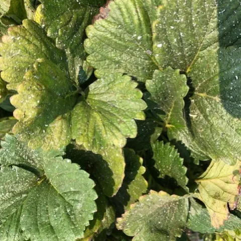 Ashes scattered all over the leaves.