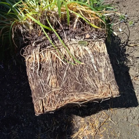 photos by Jenni Dodini