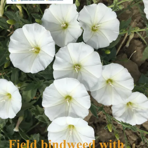 Field bindweed with flowers