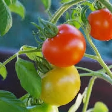 Cherry tomatoes. (Piqsels.com)