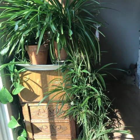 Spider plant indoors. (photos by Karen Metz)