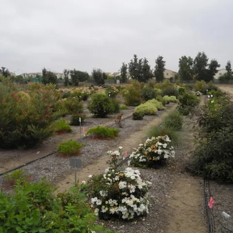 Landscape plants under varying irrigation levels are evaluated at South Coast REC to determine the best irrigation level for optimal plant performance.