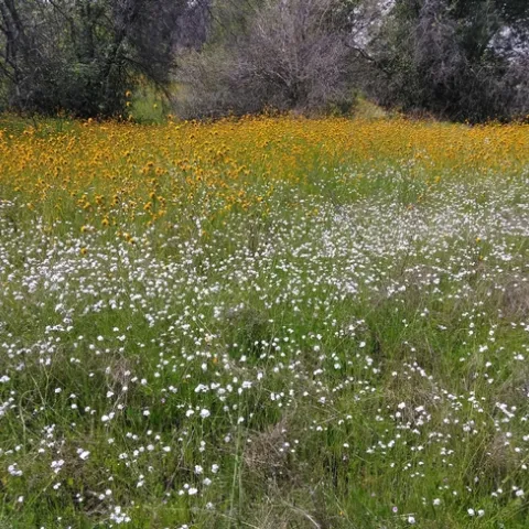 popcorn and amsinkia