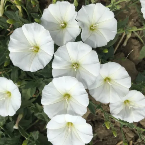 Bindweed+flowers