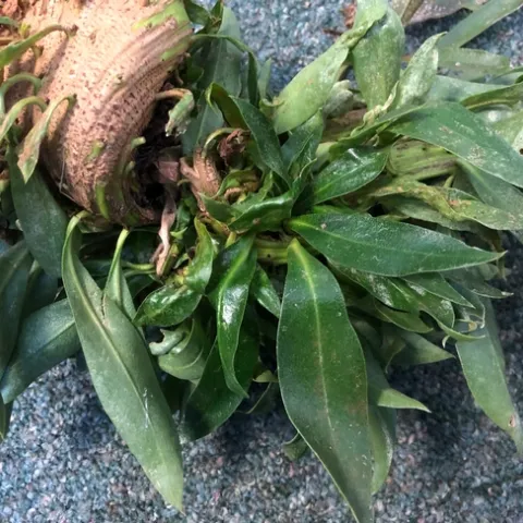 myoporum leaves and growth