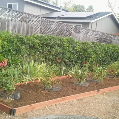 Rose garden completed