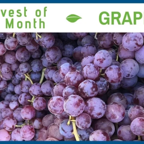 Grapes September