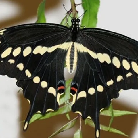 giant swllowtail adult