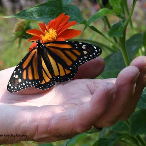 This monarch caterpillar was reared from an egg collected on a tropical milkweed, Asclepias curassavica, in a Vacaville pollinator garden. (Photo by Kathy Keatley Garvey)