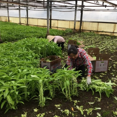 The Kuangs, shown harvesting on choy, manage the day-to-day farming work such as seeding, weeding, harvesting and packing at their family-owned farm.