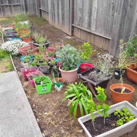 Propagated plants. (photos by Toni Greer)