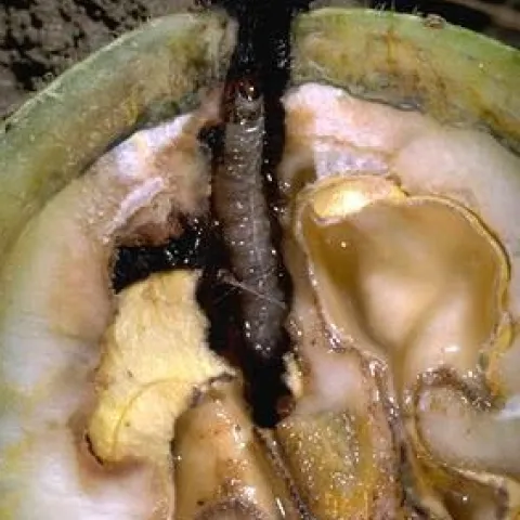 Coddling moth larva in developing walnut.