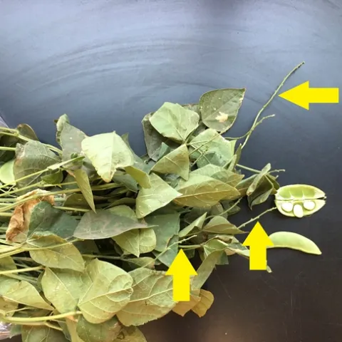 Figure 3. Bean plant with poor pod set. The arrows indicate where flowers did not set pods. The pictured, opened pod shows no lygus stings, suggesting that heat (and not lygus) caused poor pod set at this field.