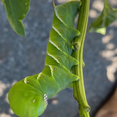 photo by Erin Mahaney