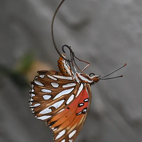 A Gulf Fritillary, Agraulis vanillae, laying an egg on Labor Day weekend in Vacaville, Calif. (Photo by Kathy Keatley Garvey)