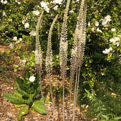 Sea squill (Drimia maritima or Urginea maritima) thrives in the Carolee Shields White Flower Garden and Gazebo, UC Davis Arboretum and Public Garden. (Photo by Kathy Keatley Garvey)