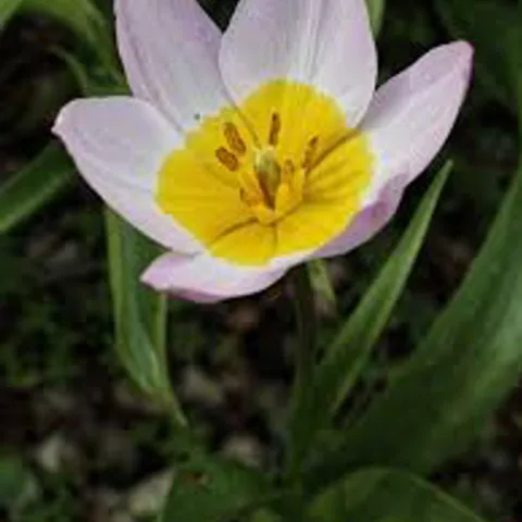 Tulipa bakeri has soft pink petals and an orange center.