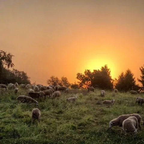 thumbnail E80076B6-DE4E-43DD-B150-8C8F61B49C32