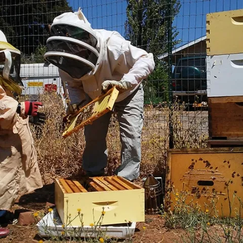 Master Beekeeper Amy Hustead of Grass Valley, Nevada County, and a helping tending her hives.