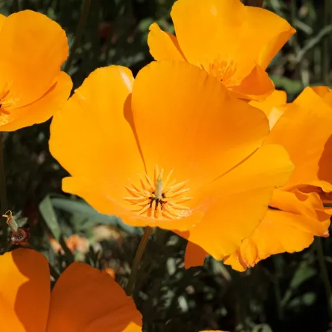 California poppy (Ehimetalor Akhere Unuabona.Unsplash)