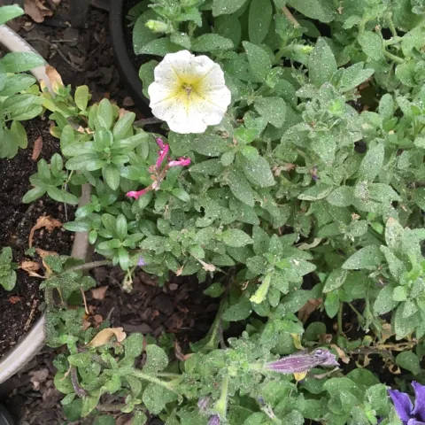 Ash on Petunia. (photos by Michelle Davis)