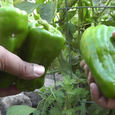 Big Bertha Bell Pepper (see source below)