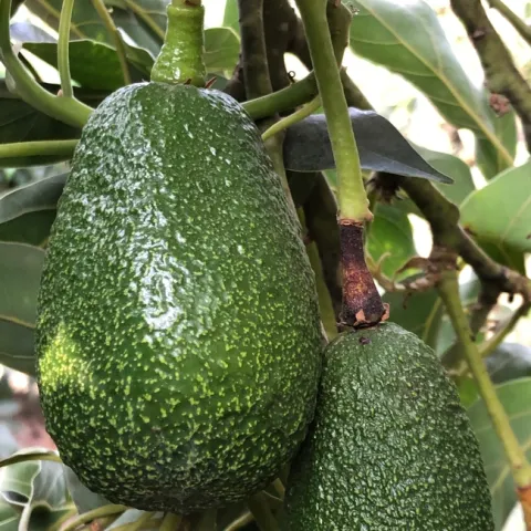 avocado heat to stem